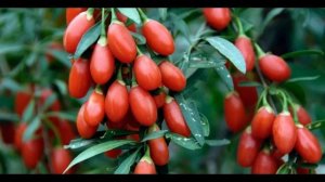 Дереза обыкновенная # ягоды годжи