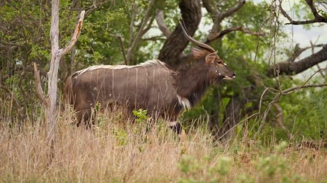 4K African Animals - Lake Manyara National Park - Scenic Wildlife Film With Calming Music смотреть онлайн
