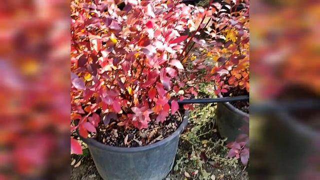 Наша 5-летняя ГОЛУБИКА В КОНТЕЙНЕРАХ. смотреть онлайн