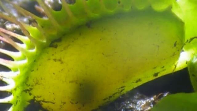 Дионея поймала и съела жука смотреть онлайн