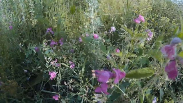 Чина клубненосная (растения полезные и ядовитые для кроликов) смотреть онлайн