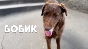 РЕАЛЬНАЯ ЖИЗНЬ С СОФОЙ | ВЕЗЕМ СОФЕ ЩЕНОЧКА ИЗ ГРУЗИИ? | СРОЧНО ЕДЕМ В БОЛЬНИЦУ?