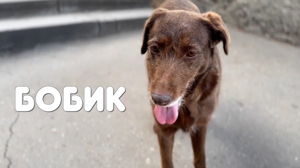 РЕАЛЬНАЯ ЖИЗНЬ С СОФОЙ | ВЕЗЕМ СОФЕ ЩЕНОЧКА ИЗ ГРУЗИИ? | СРОЧНО ЕДЕМ В БОЛЬНИЦУ?