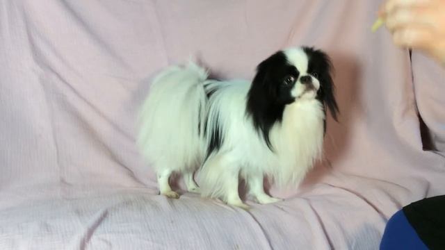 МАТВЕЙ, ЯПОНСКИЙ ХИН смотреть онлайн