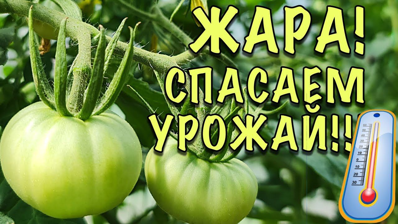 ЖАРА! СПАСАЮ УРОЖАЙ! Как ОХЛАДИТЬ томаты в ТЕПЛИЦЕ. ПРОСТАЯ, но ОЧЕНЬ ЭФФЕКТИВНАЯ ХИТРОСТЬ смотреть онлайн