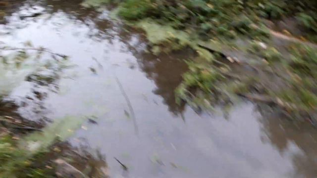 Бобры. Разрушение плотины. смотреть онлайн