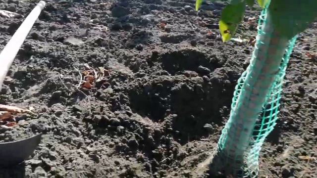 Работа над ошибками в саду. 04.08.2020 смотреть онлайн