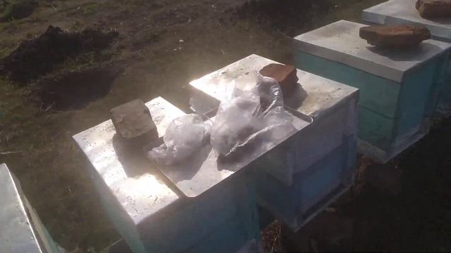 Ранней весной ваши пчелы будут обеспечены белковым кормом!!! смотреть онлайн