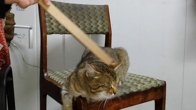 дикий Камышовый кот,дикие повадки, инстинкт зверей ???? смотреть онлайн