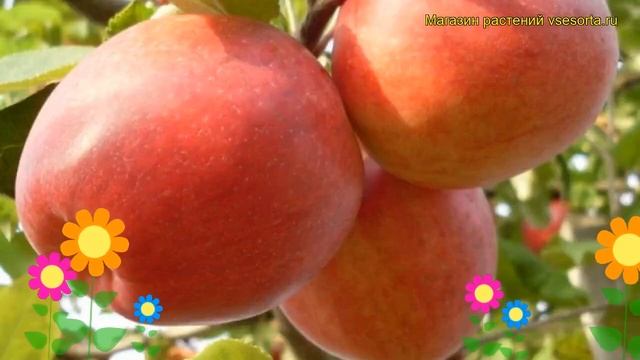 Яблоня домашняя Пепин шафранный. Краткий обзор, описание Malus Domestica Pepin Shafrannyi