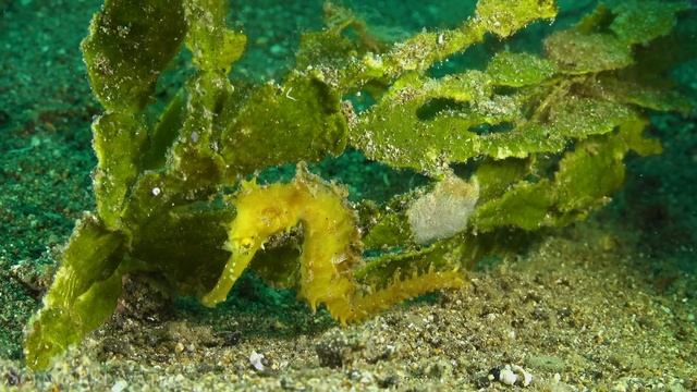 The Ocean 4K - Scenic Wildlife Film With Calming Music