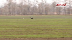 Грейхаунд. Собака на охоте.