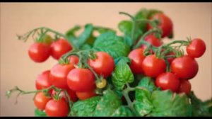 КАК ПОСАДИЛА ПРОРОЩЕННЫЕ СЕМЕНА КОМНАТНЫХ ТОМАТОВ.