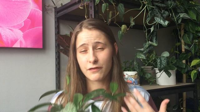 FOLIAGE FRIDAY | How I Care For ? Hoya Pubicalyx 'Splash' ?