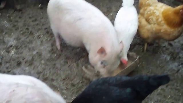 вьетнамские свиньи нормы кормления вьетнамские поросята смотреть онлайн