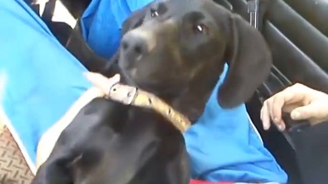 Прикол с собакой смотреть онлайн