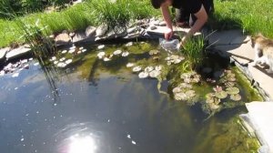 Покупка рыб для пруда. Карп кои и комета, золотая рыбка