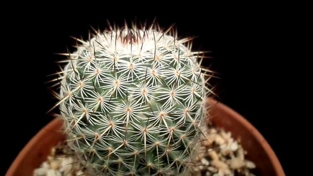 Botanic - Mammillaria haageana elegans смотреть онлайн