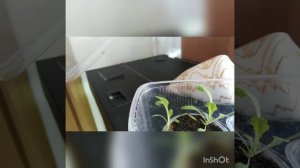 Меконопсис из семян, особенности выращивания в домашних условиях