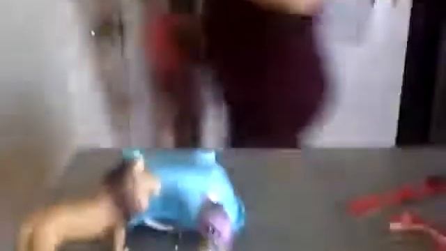 cat git's it ha ha ha смотреть онлайн