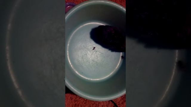 Ёж охотится на тараканов смотреть онлайн