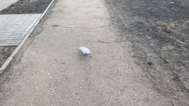 Белый голубь смотреть онлайн