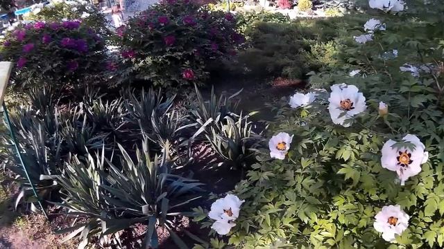 Древовидные пионы розового и белого цвета - пышные кусты смотреть онлайн