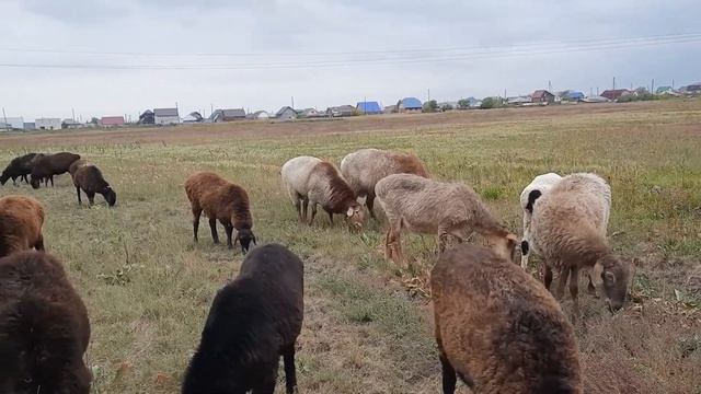 эдильбаевские овцы смотреть онлайн