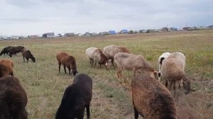 эдильбаевские овцы