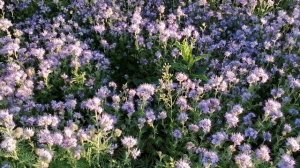 Польза фацелии и как я делаю севооборот на своем участке.