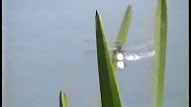 Полдень июня