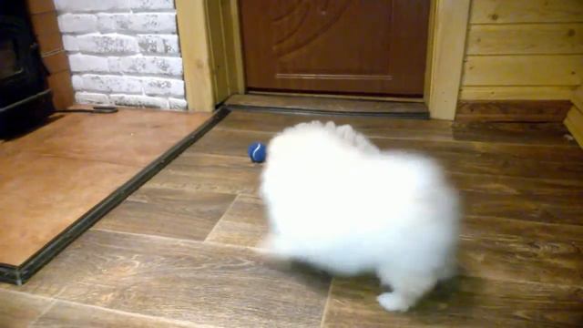 Шустрики смотреть онлайн