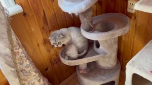 влог: КОТЯТА ПЕРВЫЙ РАЗ НА ДАЧЕ | РЕАКЦИЯ | МАРУСЯ И ТАЯ ПЕРЕЕЗЖАЮТ В ПАЛАТКУ