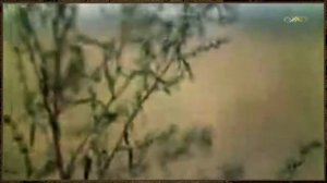 Пшеница золотая