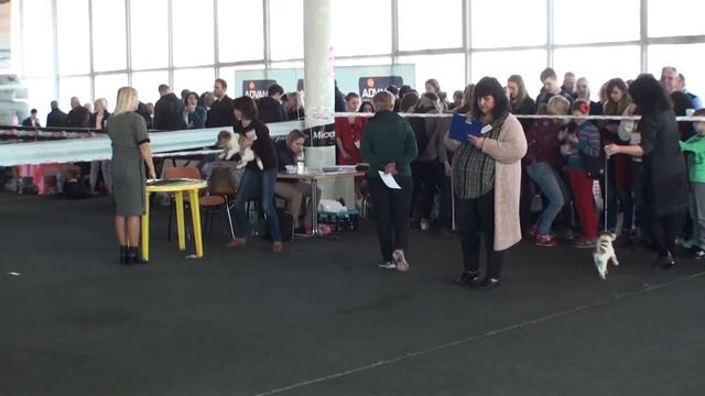 Выставка собак Кубок лидера 2017. Джек Рассел Терьер. Кобели - Беби смотреть онлайн