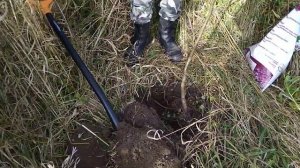 Посадка липы.