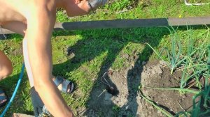 Электрическая кротоловка 2.