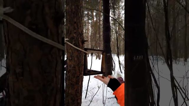 Кормим белочек зимой смотреть онлайн