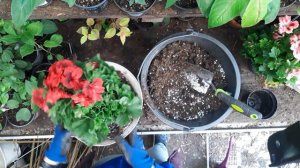 Пересадка королевской герани