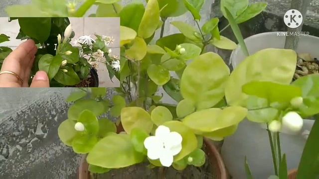 My Collection Of Most Fragrant Jasmine Plants varieties | 7 types of Jasmine plants | Jasmine Plant смотреть онлайн