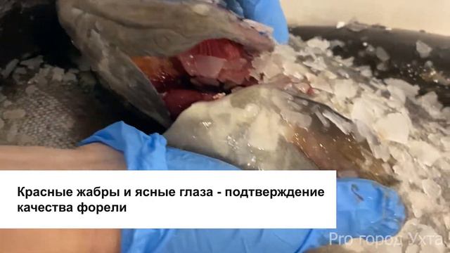 "Рыба из Карелии"|Новогодняя подборка смотреть онлайн