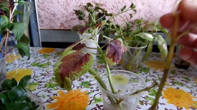 Укоренение черенков комнатных растений в воде. Немного о корешках))) смотреть онлайн