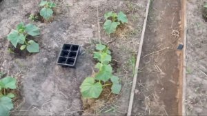 Можно ли заглублять огурец при посадке? Обзор огурца Арктика.