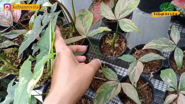 Update Budidaya Tanaman Hias Syngonium Pink Splash смотреть онлайн