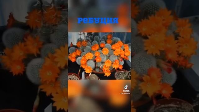 ТОП ВИДЫ КАКТУСОВ 2 ч. смотреть онлайн