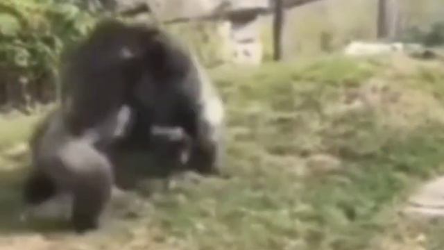 две гориллы дерутся! смотреть онлайн