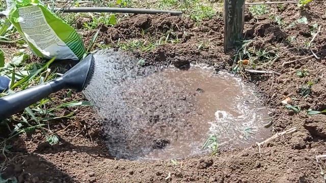 ЧТО ЕСЛИ ПОСАДИТЬ КАРТОФЕЛЬ В ЗЕМЛЮ ПРЯМО В МЕШКЕ смотреть онлайн