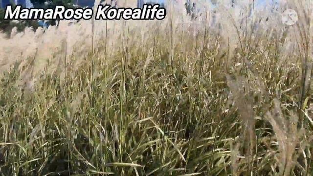 SILVER GRASS@MamaRose Korealife смотреть онлайн