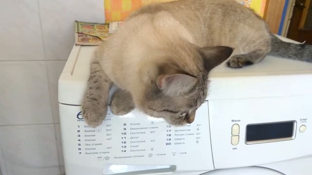 Кошка вибрирует на стиральной машине смотреть онлайн