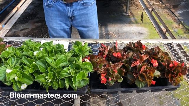 All About Begonias